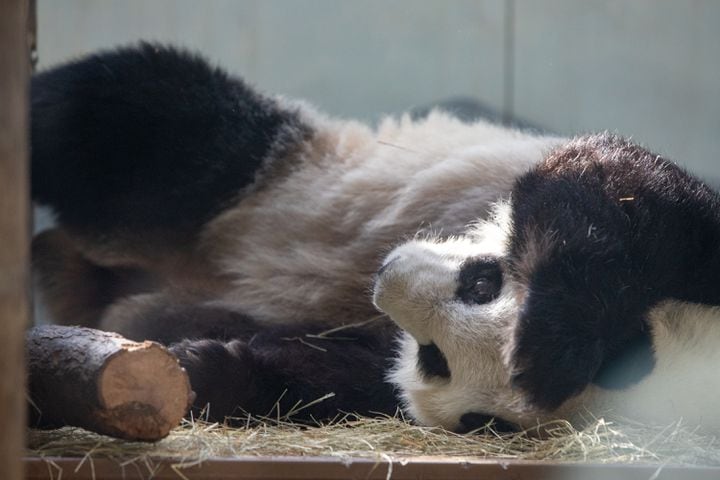 Giant Panda farewell as they go back to China