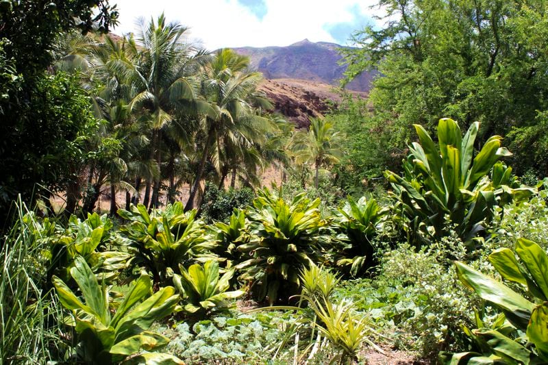 Ti leaf and pineapples are among the plans that grow on Eddy Garcia's farm in Lahaina, Hawaii on Thursday, July 18 2024. (AP Photo/Jennifer Sinco Kelleher)