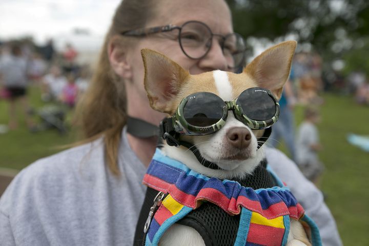 Buda Wiener Dog Race, 4.26.15