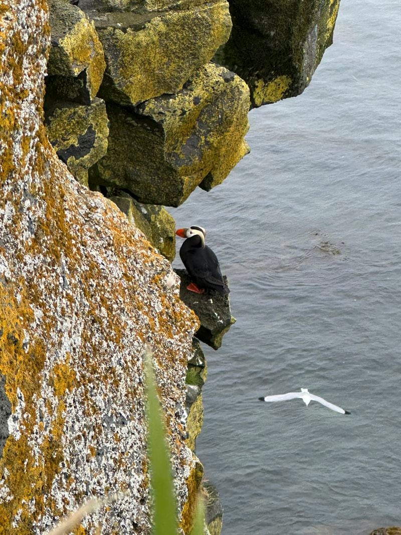 This undated photo provided by Aleut Community of St. Paul Island Ecosystem Conservation Office shows a tufted puffin perched on the cliffs near the community of St. Paul on St. Paul Island, Alaska, with a kittiwake on the right. (Aleut Community of St. Paul Island Ecosystem Conservation Office via AP)