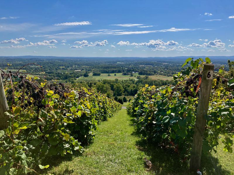 Witness stunning vineyard and mountain views from Bluemont Vineyard in Loudoun County, Virginia. 
(Courtesy of Tracy Kaler)