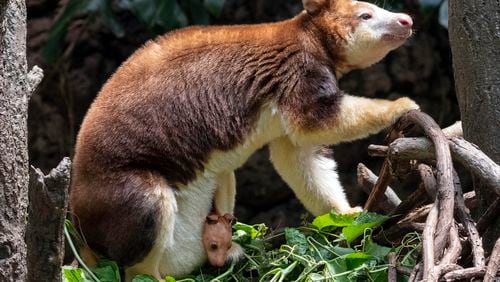 This photo, provided by the Wildlife Conservation Society, shows a Matschie's tree kangaroo joey that made its first appearance from its mother's pouch at New York's Bronx Zoo, Thursday, July 18, 2024. The joey, born at the end of December, is the second of its species born at the Bronx Zoo and to this female since 2021. (Wildlife Conservation Society/Terria Clay via AP)