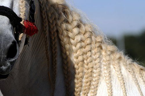 Cavalia' horses arrive in Atlanta