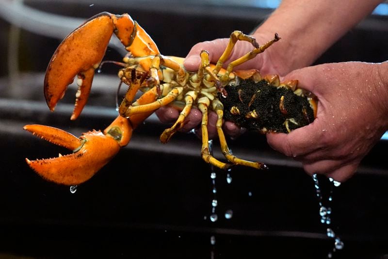 Thousands of eggs are attached o the underside of a lobster in a marine science lab at the University of New England, Thursday, Sept. 5, 2024, in Biddeford, Maine. (AP Photo/Robert F. Bukaty)