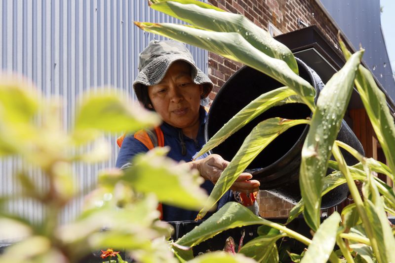 Gardener worker Deiry Fuentes waters some plants well protected from the sun beside de Krog Street Market as temperatures rise on Thursday, June 13, 2024. The Georgia Department of Natural Resources, Environmental Protection Division has issued a Code Orange (Unhealthy for sensitive groups) Air Quality Alert for Atlanta for Friday, June 14. (Miguel Martinez/Atlanta Journal-Constitution via AP)