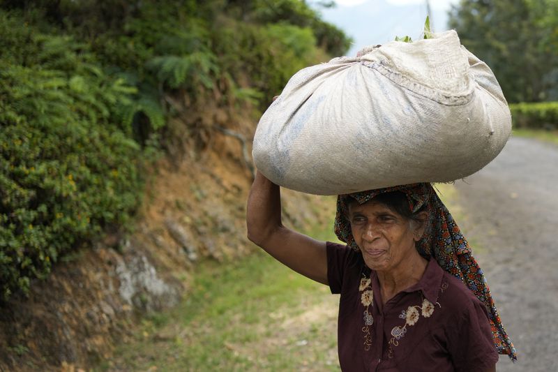 A tea plantation worker carries a bundle of tea leaves on her head at Spring Valley Estate in Badulla, Sri Lanka, Tuesday, Sept. 10, 2024. (AP Photo/Eranga Jayawardena)