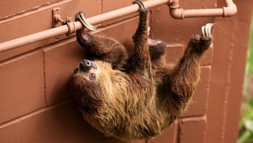 Zoo Opens Retirement Home For Old Sloths