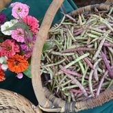 Field peas. (Courtesy of Linda Scharko)