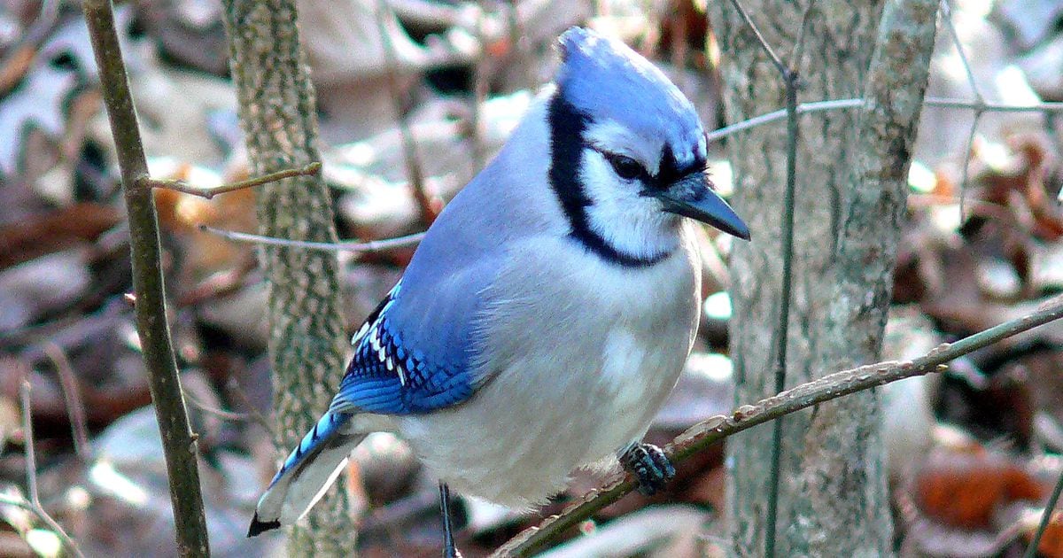 Appreciating blue jays as tree planters