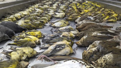 FILE - This photo provided by the Chicago Field Museum shows the bodies of migrating birds, Oct. 5, 2023, at the Chicago Field Museum in Chicago. The birds were killed when they flew into the windows of the McCormick Place Lakeside Center, a Chicago exhibition hall, the night of Oct. 4-5. The exhibition center on Chicago's lakefront has launched a $1.2 million effort to prevent bird strikes after hundreds of songbirds crashed into the building in one night last fall. (Daryl Coldren/Chicago Field Museum via AP, File)