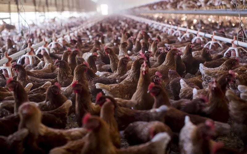 A file photo shows chickens roaming and clucking inside one of the many henhouses at a poultry facility in Nuevo, California, in November 2017. (Gina Ferazzi/Los Angeles Times/TNS)