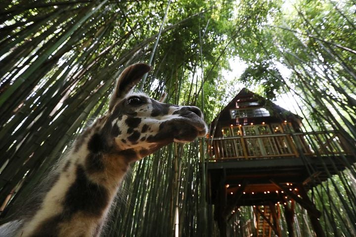 Atlanta Airbnb with llamas inside a bamboo forest