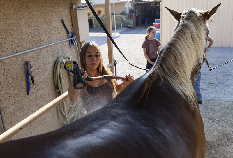 Daydia Pacheco, 16, cools down Remy with a morning shower at Talisman Farm in Las Vegas, Wednesday, July 10, 2024. Las Vegas baked Wednesday in its record fifth consecutive day of temperatures sizzling at 115 degrees Fahrenheit (46.1 Celsius) or greater amid a lengthening hot spell that is expected to broil much of the U.S. into the weekend. (Rachel Aston/Las Vegas Review-Journal via AP)