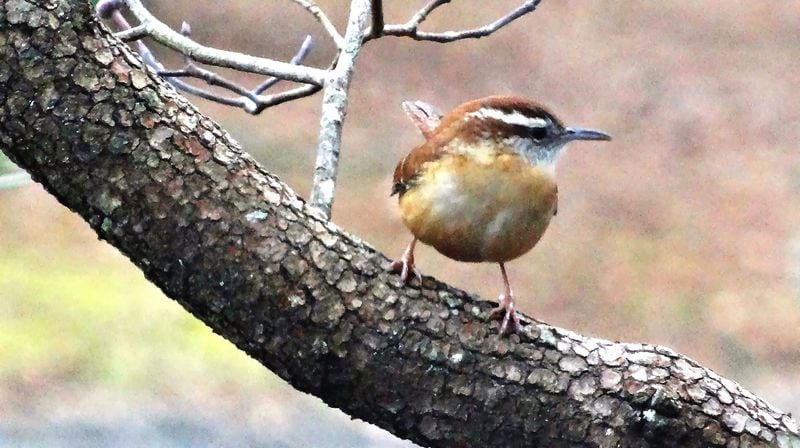 The “tea-kettle, tea-kettle, tea-kettle” song of the Carolina wren is starting to be heard now before dawn, a sign that our part of the world is taking a turn towards spring. CHARLES SEABROOK