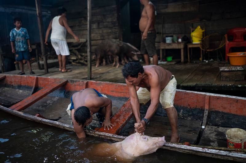 Men lift a pig onto a boat at a slaughterhouse in the Belen neighborhood of Iquitos, Peru, Saturday, May 25, 2024. This Indigenous community in the heart of Peru's Amazon is hosting the Muyuna Floating Film Festival, which celebrates tropical forests. (AP Photo/Rodrigo Abd)