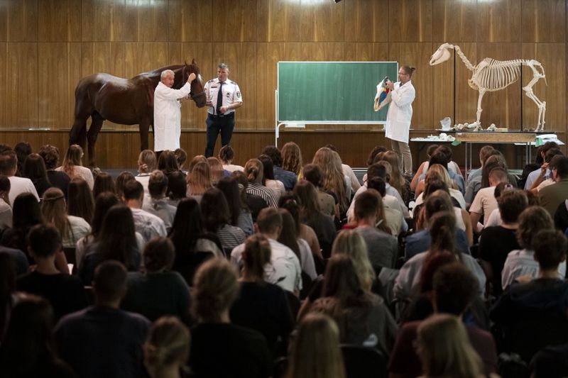 Dr. Peter Sotonyi, rector of the University of Veterinary Medicine in Budapest, Hungary, gives an anatomy lecture for first-year students, using chalk to mark the body of live horses, Monday, Sept 9. 2024. (AP Photo/Denes Erdos)