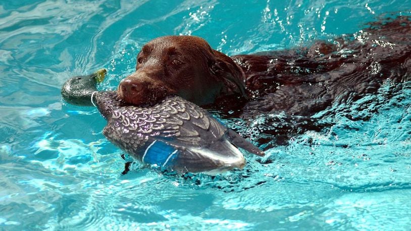 When do chocolate labs live