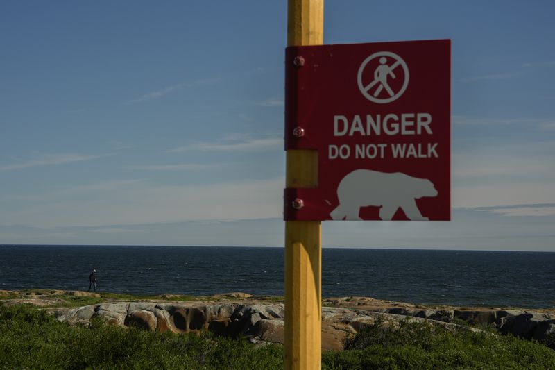 A young man watches for potential polar bears while walking near the Hudson Bay, Saturday, Aug. 3, 2024, in Churchill, Manitoba. (AP Photo/Joshua A. Bickel)