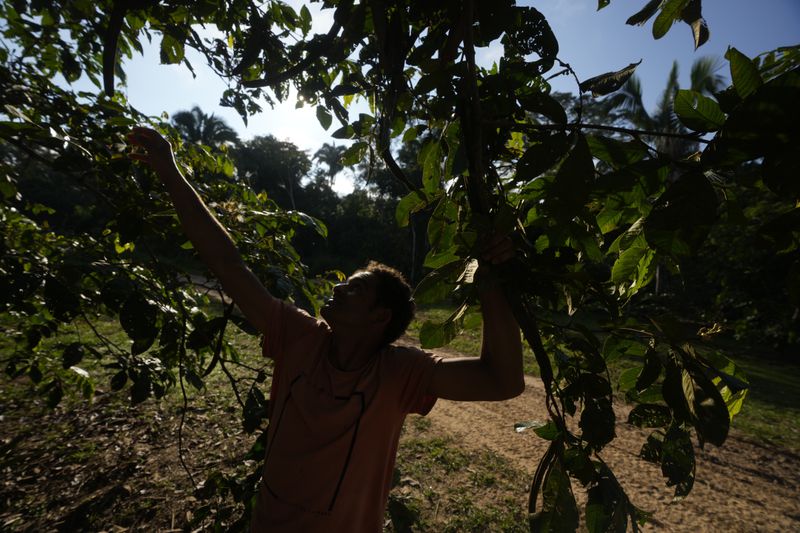 Reforestation worker Leonilson Silva harvests Inga fruits from a tree at Marechal Thaumaturgo, in Acre state, Brazil, Wednesday, June 26, 2024. (AP Photo/Jorge Saenz)