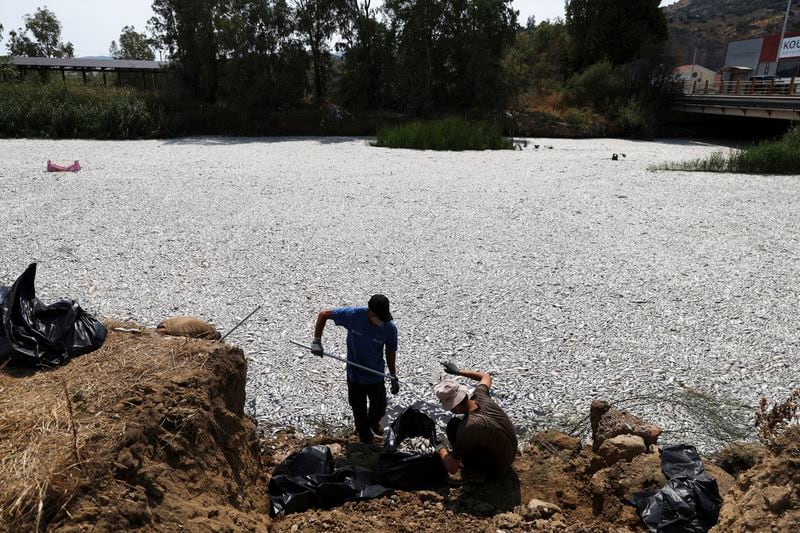 Workers collect dead fish from a river near the port city of Volos, central Greece, Thursday, Aug. 29, 2024, following a mass die-off linked to extreme climate fluctuations. (AP Photo/Vaggelis Kousioras)