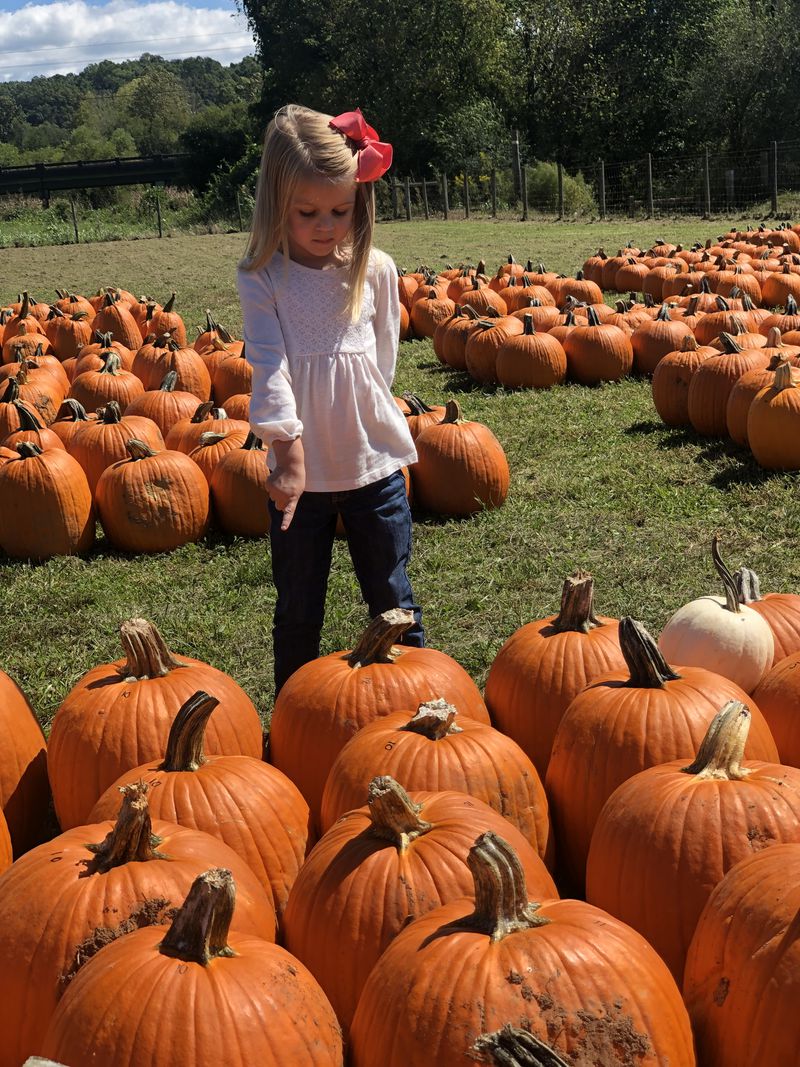 Seemingly signaling that she'll "take that one," a girl finds her perfect pumpkin at Uncle Shuck’s. Courtesy of Uncle Shuck's/Ashley Glenn