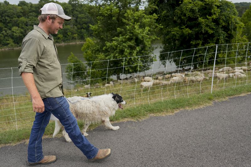 Zach Richardson, owner of the Nashville Chew Crew, looks over his flock of sheep with his herding dog Doug along the Cumberland River bank Tuesday, July 9, 2024, in Nashville, Tenn. The sheep are used to clear out overgrown weeds and invasive plants in the city's parks, greenways and cemeteries. (AP Photo/George Walker IV)