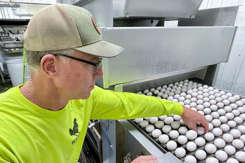 Mike Weber inspects eggs at his egg farm, Weber Family Farms, which is one of the large-scale animal farms that would be forced to phase out or downsize if Measure J is passed by Sonoma County voters, Thursday, Sept. 19, 2024, in Petaluma, Calif. (AP Photo/Haven Daley)