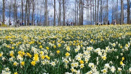 Gibbs Gardens in Cherokee County is the site of millions of daffodils that will bloom over six weeks, starting around mid- to late February or in early March, depending on the weather. (Courtesy of Gibbs Gardens)