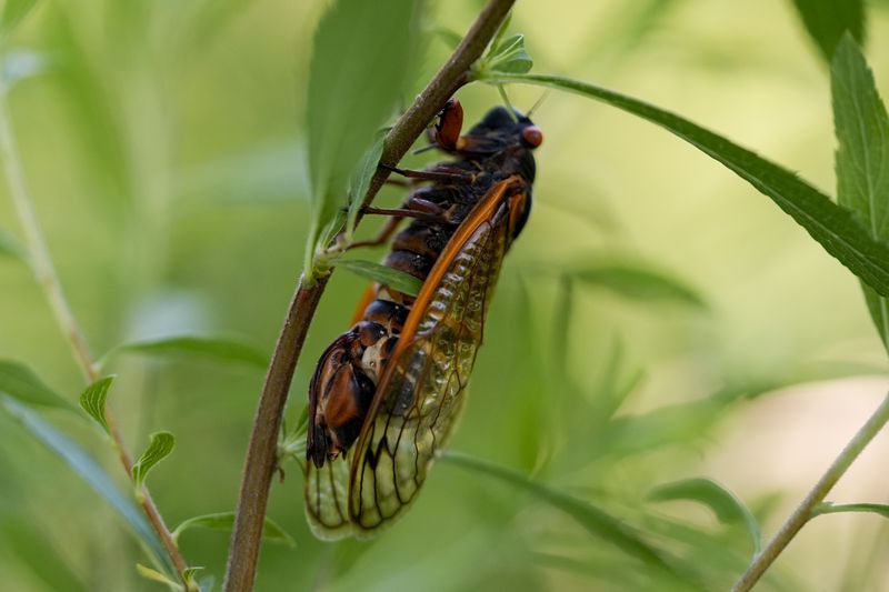 An intact female periodical cicada infected with the Massospora cicadina fungus is visible at Morton Arboretum on Thursday, June 6, 2024, in Lisle, Ill. West Virginia University mycology professor Matt Kasson is tracking the fungus, the only one on Earth that makes amphetamine. It takes control over the cicada, makes them hypersexual, looking to spread the parasite as a sexually transmitted disease. (AP Photo/Carolyn Kaster)