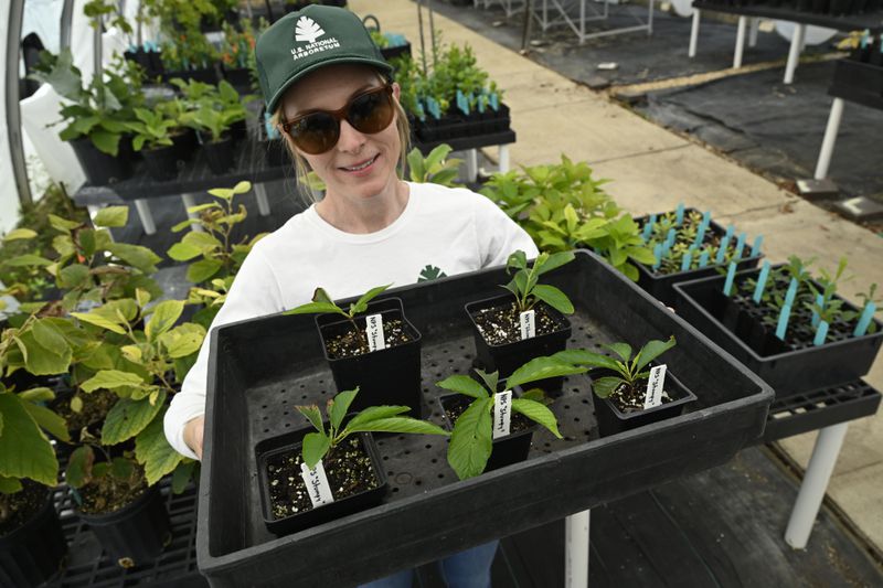 Horticulturist Piper Zetel of the National Arboretum holds a tray containing some of the successfully planted clippings from Stumpy the cherry blossom tree, Thursday, Aug. 15, 2024 in Washington. In about two years, some of these seedlings will be replanted on the Tidal Basin once the reconstruction work that led to the tree's removal is finished there. (AP Photo/John McDonnell)