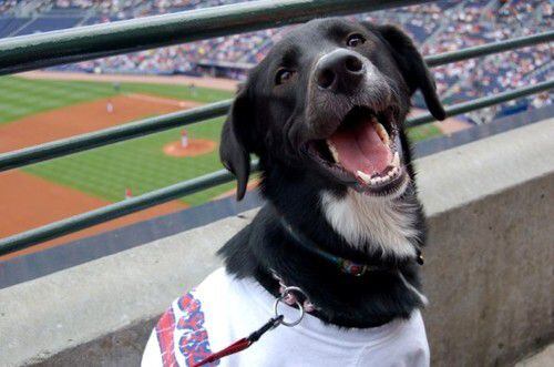 Atlanta Braves Dog Collar or Leash