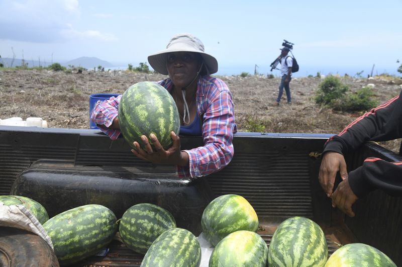 Kyacian Reid loads melons on a truck at her farm in Marlie Hill, Jamaica, on Thursday, Aug. 22, 2024. (AP Photo/Collin Reid)