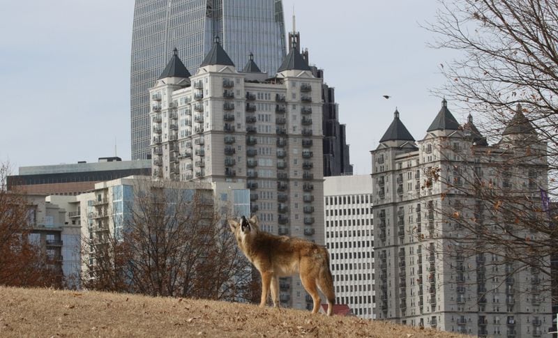 Pictured is an image of a coyote in Piedmont Park in 2016. Credit Larry Wilson/Courtesy Atlanta Coyote Project