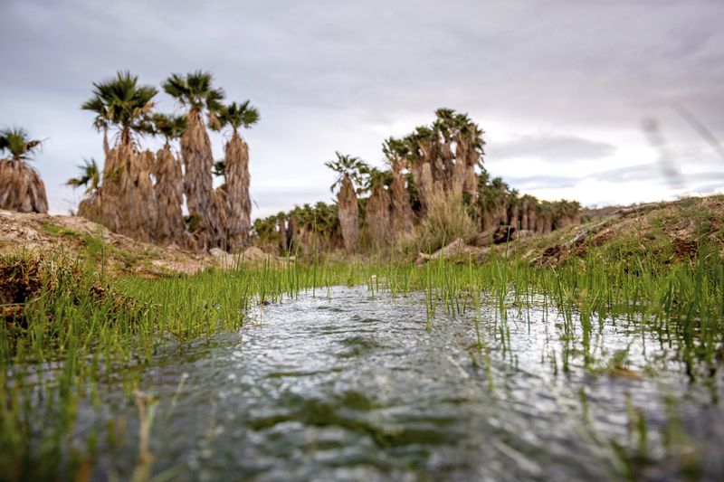 FILE - This photo provided by the environmental group Earthjustice shows Ha'Kamwe', a sacred spring near Wikieup, Ariz., March 5, 2022. (Ash Ponders/Earthjustice via AP, File)