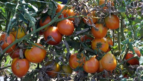 Alpharetta will host a community forum on the value of locally grown food 6 p.m. Wednesday, Feb. 27, at City Hall. BRANT SANDERLIN /BSANDERLIN@AJC.COM .