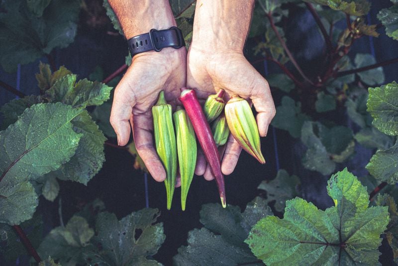 Chris Smith holds two varieties of okra at his farm in Leicester, North Carolina. (Grace Dickinson for The Atlanta Journal-Constitution)