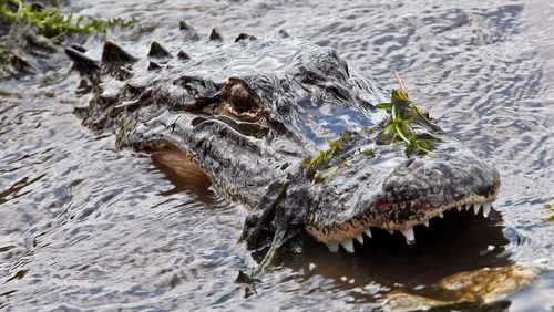 An alligator (actual one not pictured) attacked and injured a woman after she fell into a Florida canal on Monday, authorities said. (AJC file photo)