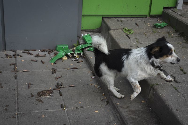 A dog runs past shell casings in Sudzha, Kursk region, Russia, Friday, Aug. 16, 2024. This image was approved by the Ukrainian Defense Ministry before publication. (AP Photo)