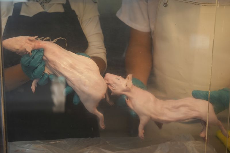 Butchers hold guinea pigs behind the glass of a refrigerator at a market in Lima, Peru, Thursday, Oct. 3, 2024. Guinea pigs, locally known as 'cuy,' have been traditionally raised for meat consumption since pre-Inca times. (AP Photo/Guadalupe Pardo)