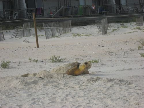 Rare daytime egg-laying sea turtle draws crowds in Florida