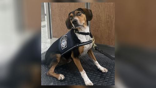 A rescued beagle and the latest addition to CBP's Beagle Brigade successfully identified and helped seize a substantial amount of prohibited food items at Hartsfield-Jackson Atlanta International Airport.