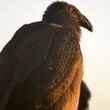 This Dec. 23, 2023 image provided by The Peregrine Fund shows a young condor named Milagra while at the World Center for Birds of Prey in Boise, Idaho. (Kelsey Tatton/The Peregrine Fund via AP)