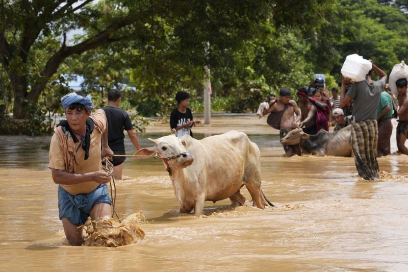 Local residents wade through water with their cows in Naypyitaw, Myanmar, Saturday, Sept. 14, 2024. (AP Photo/Aung Shine Oo)