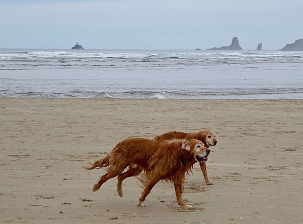 The 11 Most Dog-Friendly Beaches in the U.S.