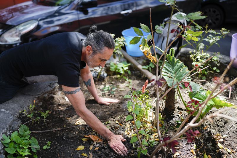 Arturo Hernandez, leader of The Tree Army, a group that works to improve the urban forest, plants a tree in Mexico City, Monday, Aug. 26, 2024. (AP Photo/Eduardo Verdugo)