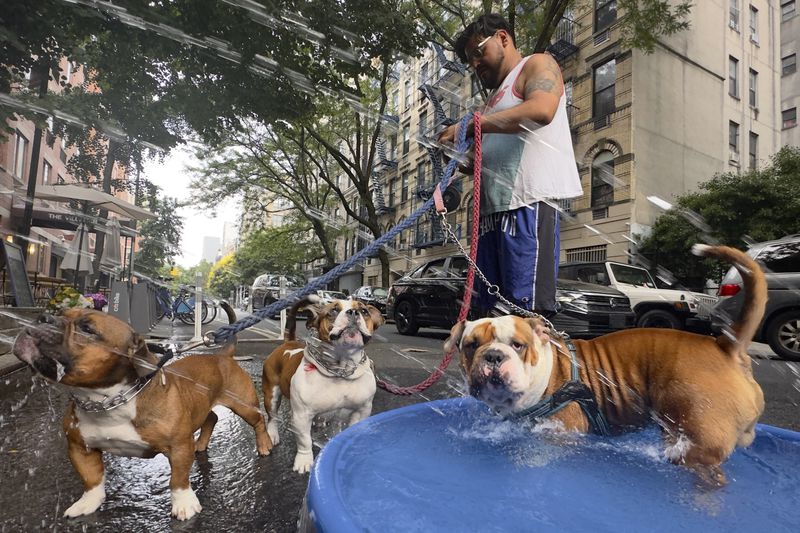 Edgar Sanchez stops on a walk with his dogs who cool off in a pool beside a fire hydrant sprayer, Saturday, June 22, 2024, in the Lower East Side neighborhood of New York. (AP Photo/John Minchillo)