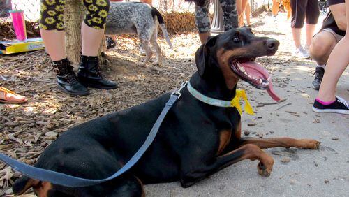 Meet the dog who will reign over Piedmont Park for the next year