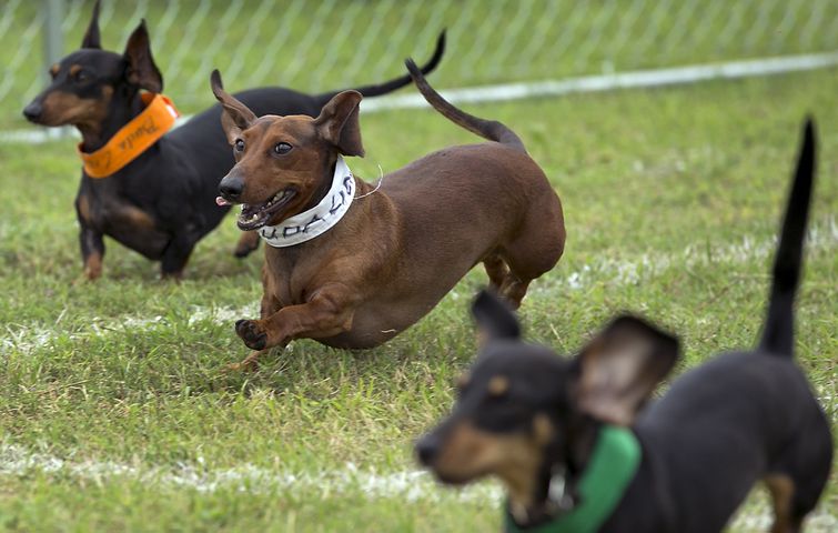 Buda Wiener Dog Race, 4.26.15