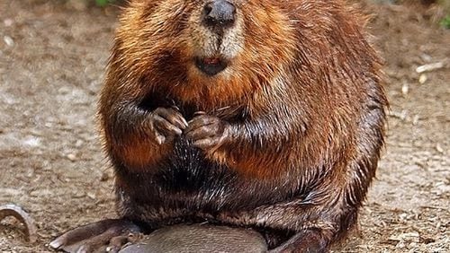 The beaver is called a “keystone” species because the dams and ponds it builds are crucial to the survival of other wildlife. CONTRIBUTED BY BERING LAND BRIDGE NATIONAL PRESERVE