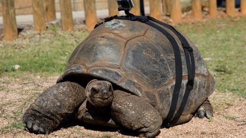 This 2016 photo shows Patches, an Aldabra tortoise at Zoo Atlanta, outfitted with a GoPro camera to record her walk to her outdoor summer habitat, near the new reptile house. (Courtesy of Zoo Atlanta/AJC file photo)